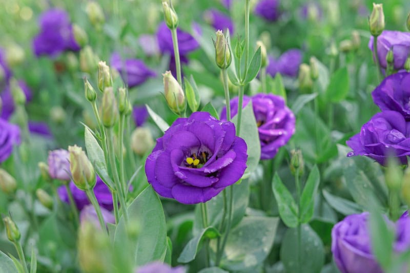 Lisianthus 
